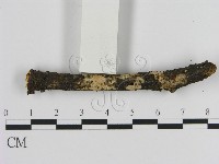 絲皮菌屬藏品圖，第3張