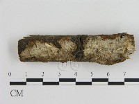 刺皮菌屬藏品圖，第1張