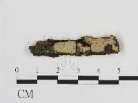 絲皮菌屬藏品圖，第1張