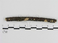 絲皮菌屬藏品圖，第1張