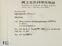 韌革菌屬藏品圖，第2張