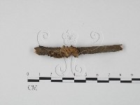 韌革菌屬藏品圖，第1張