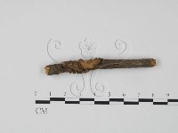 韌革菌屬藏品圖，第3張