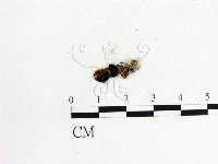 木耳屬藏品圖，第3張