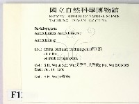 木耳屬藏品圖，第2張