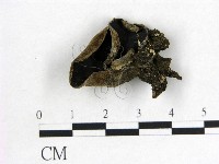 木耳屬藏品圖，第1張