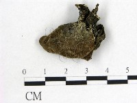 木耳屬藏品圖，第3張