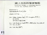 顯絲菌屬藏品圖，第2張