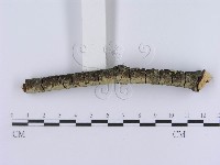 登錄號:F0012205藏品圖，第3張
