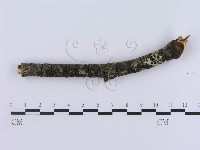 登錄號:F0012205藏品圖，第4張