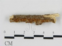 刺革菌屬藏品圖，第3張