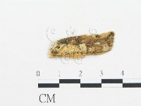 登錄號:F0012207藏品圖，第1張