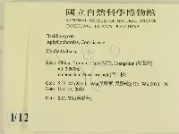 絲齒菌屬藏品圖，第2張