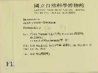 絲齒菌屬藏品圖，第2張