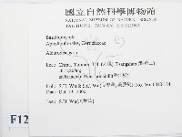 盤革菌屬藏品圖，第2張
