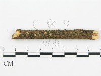 盤革菌屬藏品圖，第1張