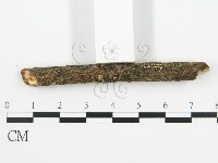 盤革菌屬藏品圖，第3張