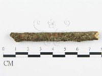 盤革菌屬藏品圖，第4張