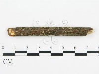 盤革菌屬藏品圖，第5張
