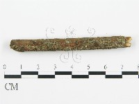 盤革菌屬藏品圖，第6張