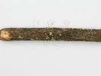 盤革菌屬藏品圖，第7張
