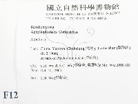 阿太菌屬藏品圖，第2張