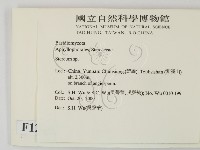 韌革菌屬藏品圖，第2張