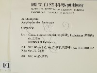 韌革菌屬藏品圖，第2張