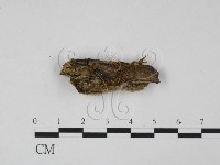 登錄號:F0012232藏品圖，第1張