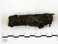 登錄號:F0012237藏品圖，第1張