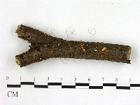登錄號:F0012241藏品圖，第1張