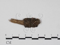 登錄號:F0012245藏品圖，第1張