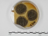 登錄號:F0012246藏品圖，第1張