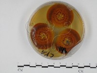 登錄號:F0012246藏品圖，第3張