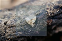 登錄號:F0012248藏品圖，第4張