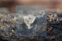 登錄號:F0012248藏品圖，第5張