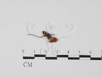 登錄號:F0012252藏品圖，第1張