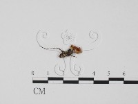 登錄號:F0012252藏品圖，第3張