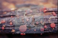 登錄號:F0012253藏品圖，第4張