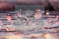 登錄號:F0012253藏品圖，第5張