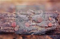 登錄號:F0012253藏品圖，第6張