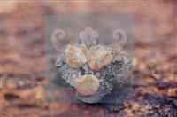 登錄號:F0012254藏品圖，第3張