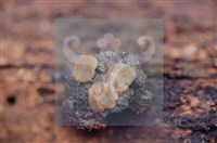 登錄號:F0012254藏品圖，第4張