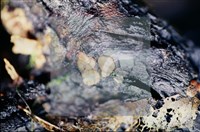 登錄號:F0012254藏品圖，第5張