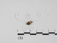 登錄號:F0012258藏品圖，第1張