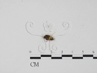 登錄號:F0012258藏品圖，第3張