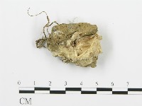 登錄號:F0012264藏品圖，第1張