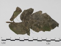 登錄號:F0012266藏品圖，第3張
