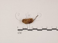 登錄號:F0012268藏品圖，第1張