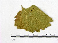 登錄號:F0012270藏品圖，第3張